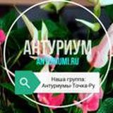 Уход за Антуриумом