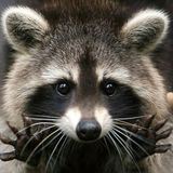 Procyon/raccoon/енот