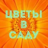 ЦВЕТЫ В САДУ