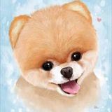 POMERANIANS_PETS