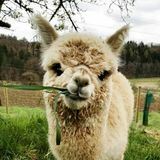 Alpaca land