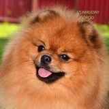 Izumrudnygorod_pomeranian