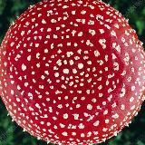 Мухомор Красный  Amanita Muscaria / Микродозинг